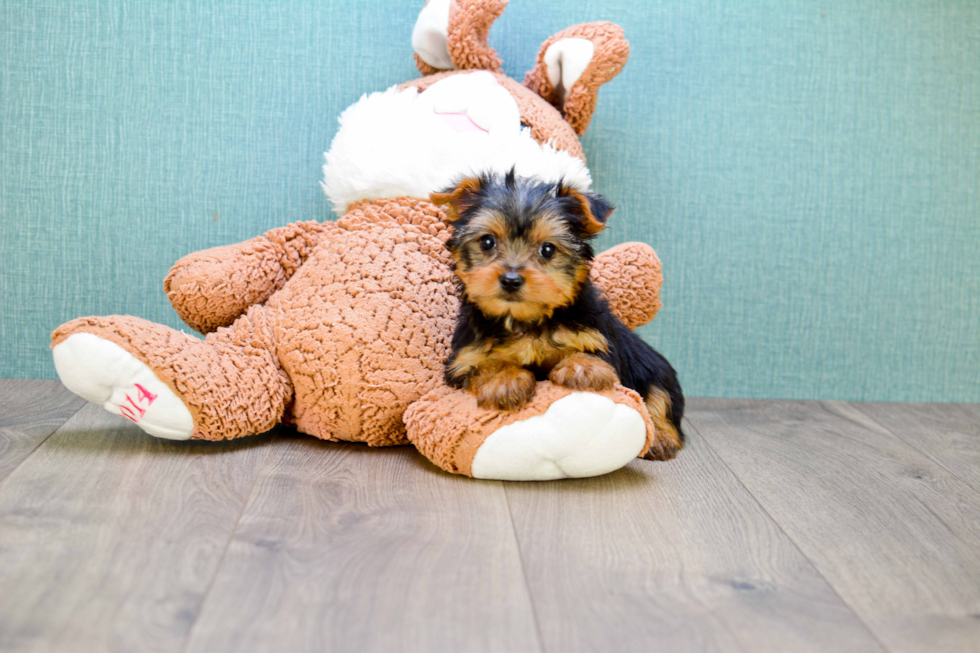 Meet Timmy - our Yorkshire Terrier Puppy Photo 