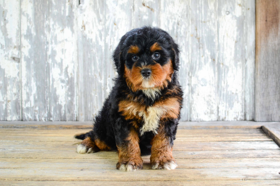 Mini Bernedoodle Puppy for Adoption