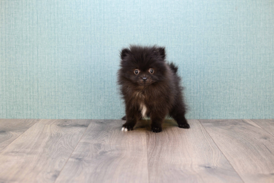 Friendly Pomeranian Baby