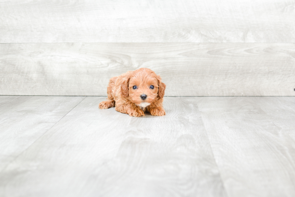 Cavapoo Pup Being Cute