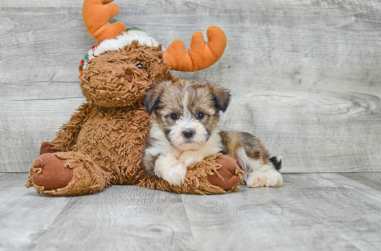 Havanese Puppy for Adoption