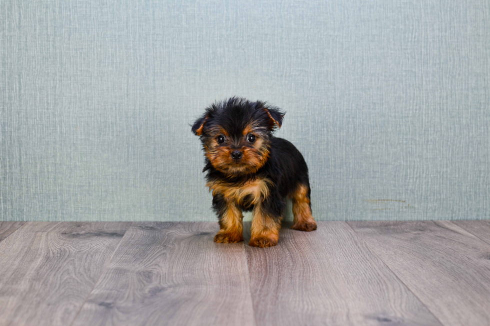 Meet Nugget - our Yorkshire Terrier Puppy Photo 