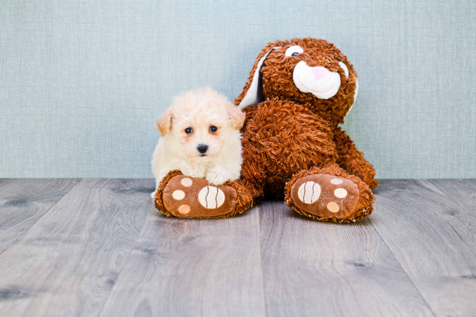 Playful Maltepoo Poodle Mix Puppy