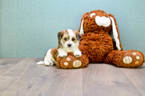 Morkie Pup Being Cute