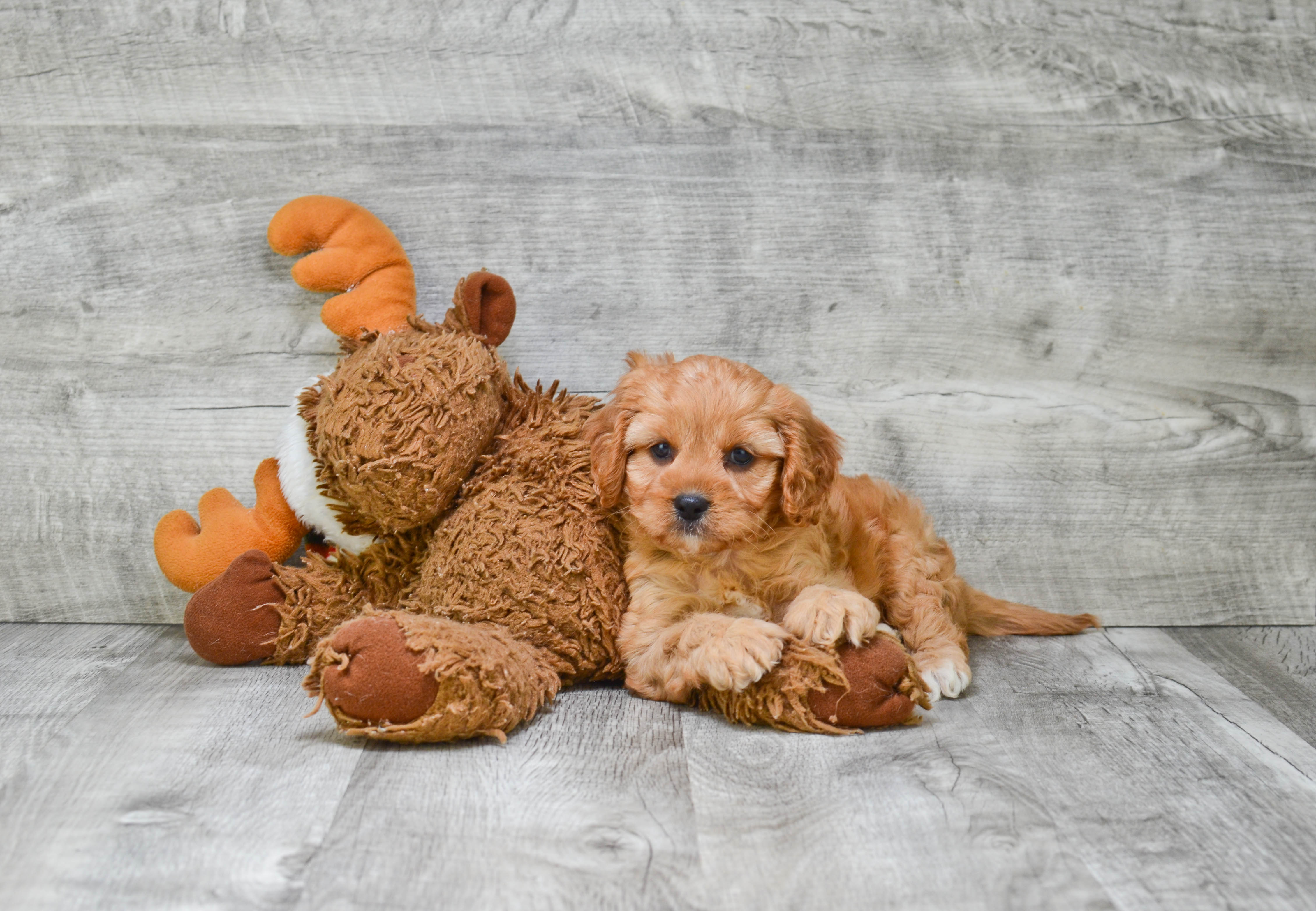 Fluffy Cavapoo Poodle Mix Pup