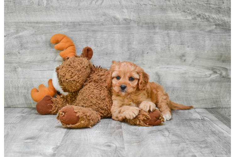 Fluffy Cavapoo Poodle Mix Pup