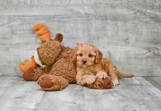 Fluffy Cavapoo Poodle Mix Pup