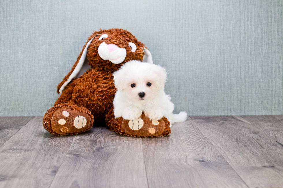 Maltipoo Puppy for Adoption