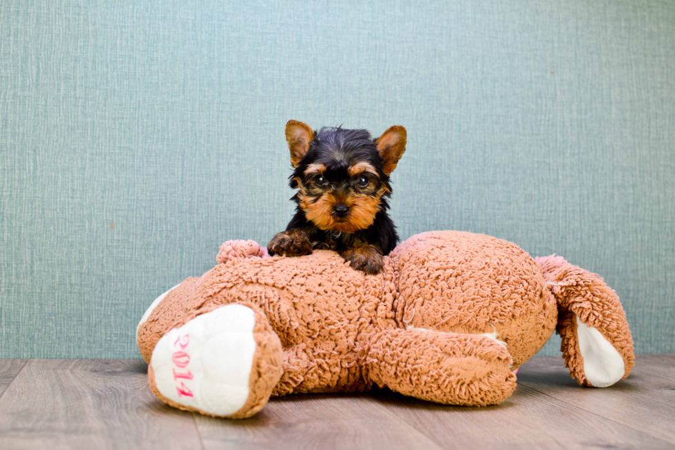 Meet Sebastian - our Yorkshire Terrier Puppy Photo 