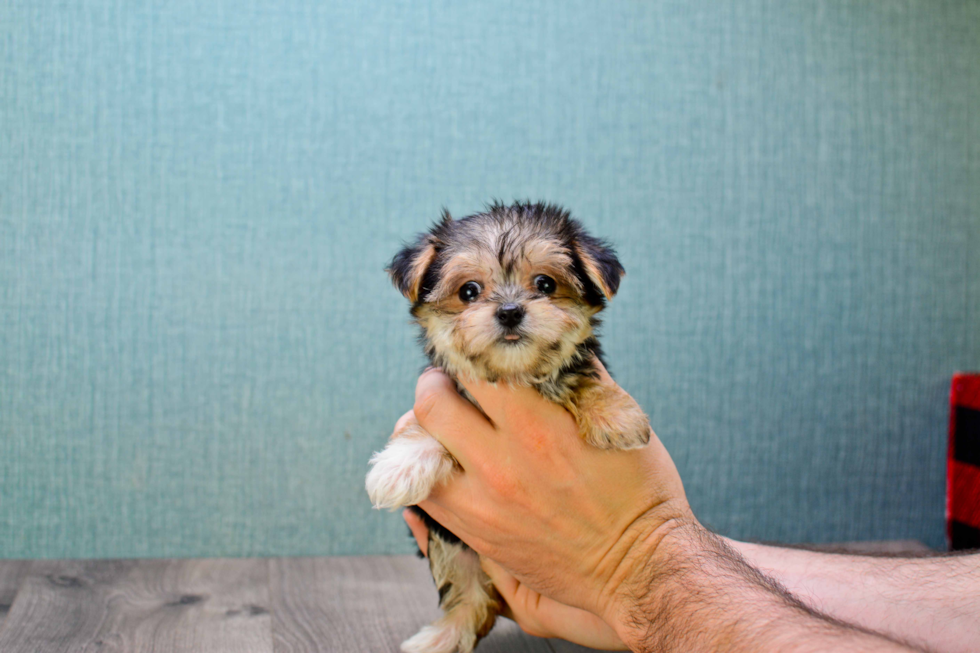 Best Morkie Baby