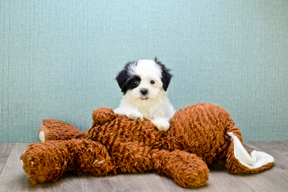 Fluffy Teddy Bear Designer Pup