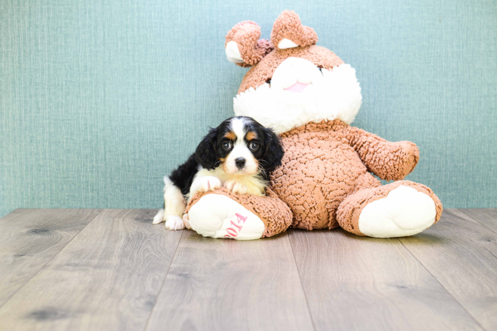 Meet Kate - our Cavachon Puppy Photo 