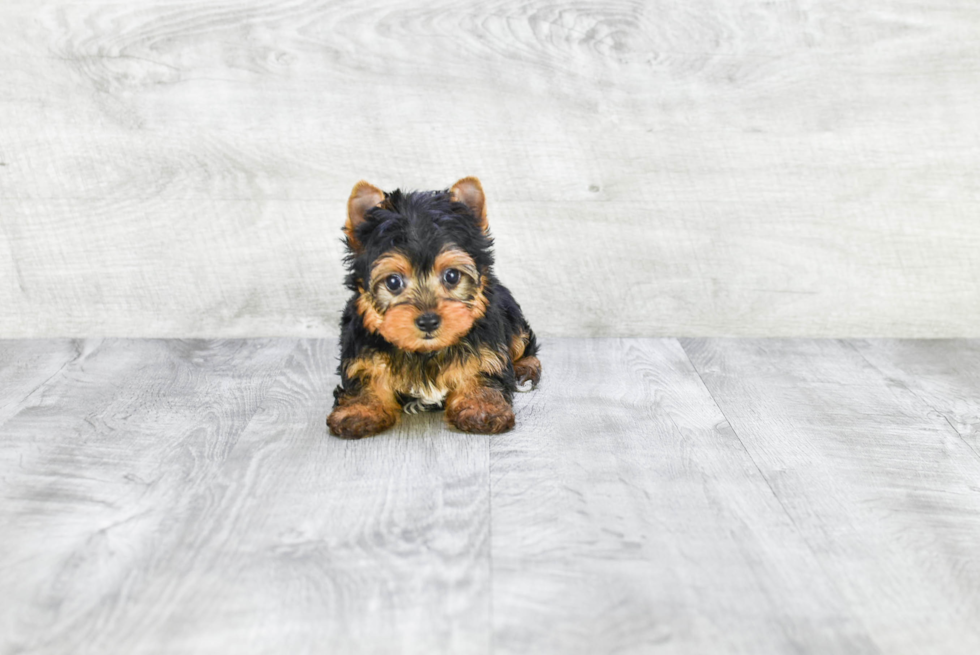 Meet Beckham - our Yorkshire Terrier Puppy Photo 