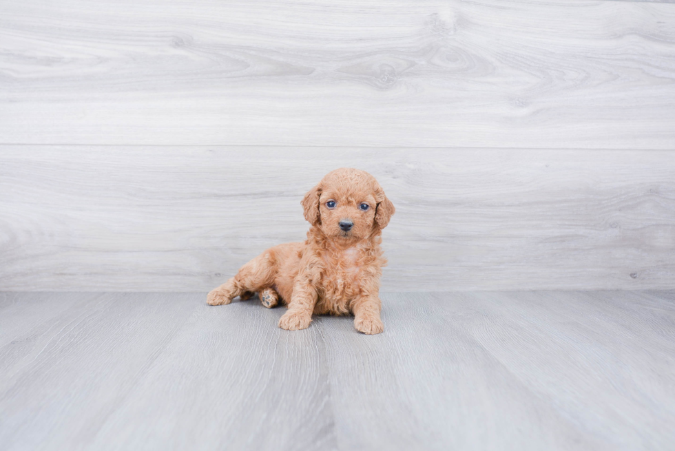 Cockapoo Puppy for Adoption