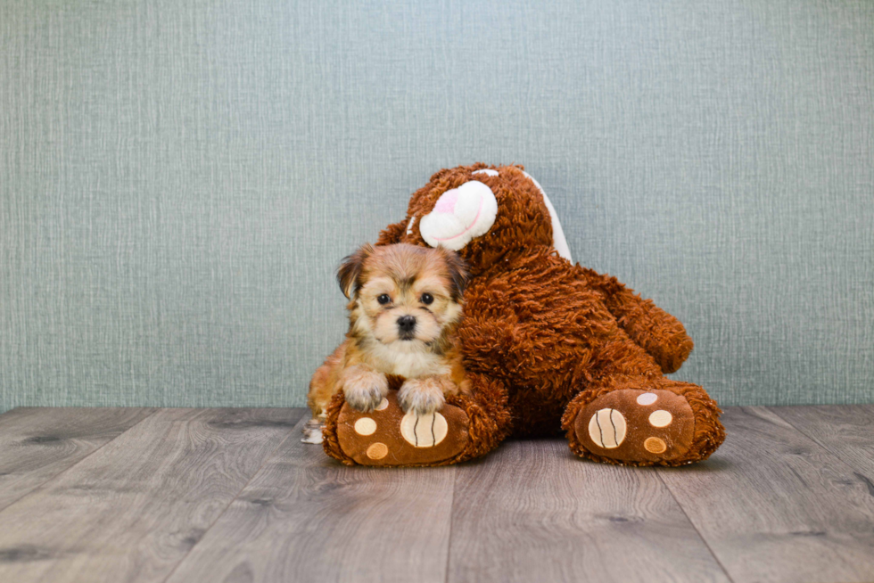 Small Morkie Baby