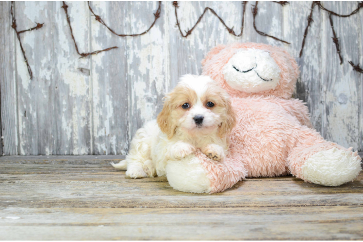 Playful Cavalier Designer Puppy