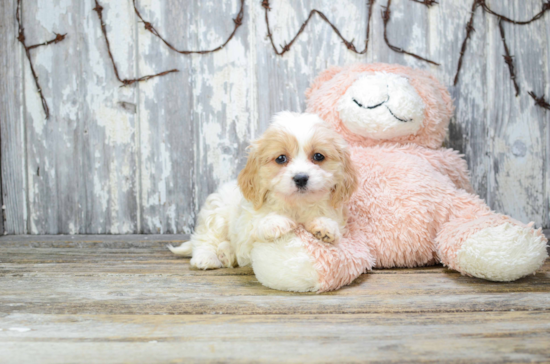 Playful Cavalier Designer Puppy