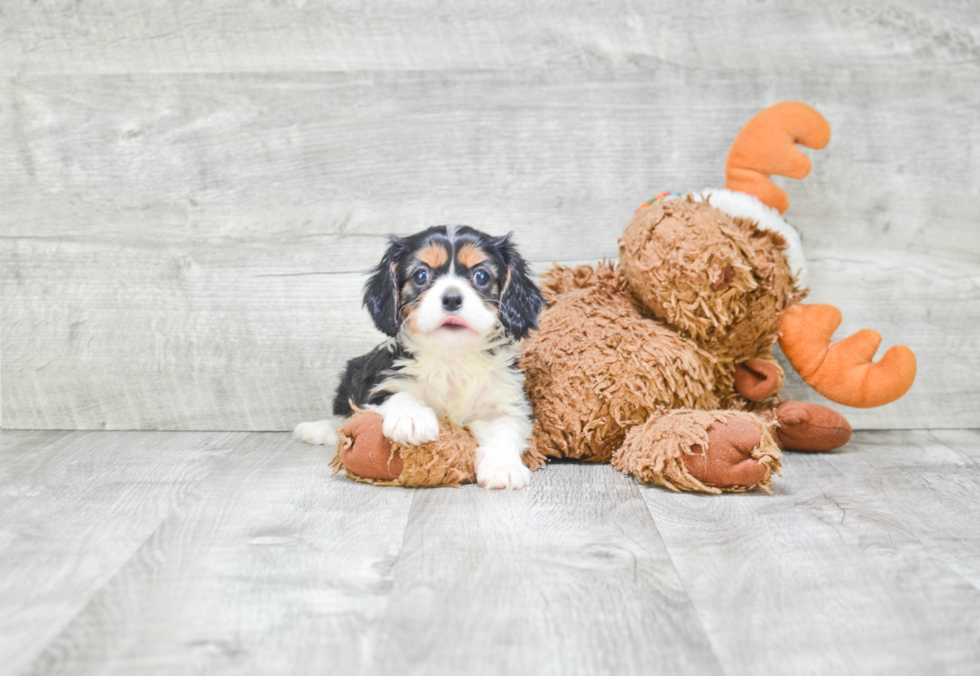 Cavalier King Charles Spaniel Puppy for Adoption