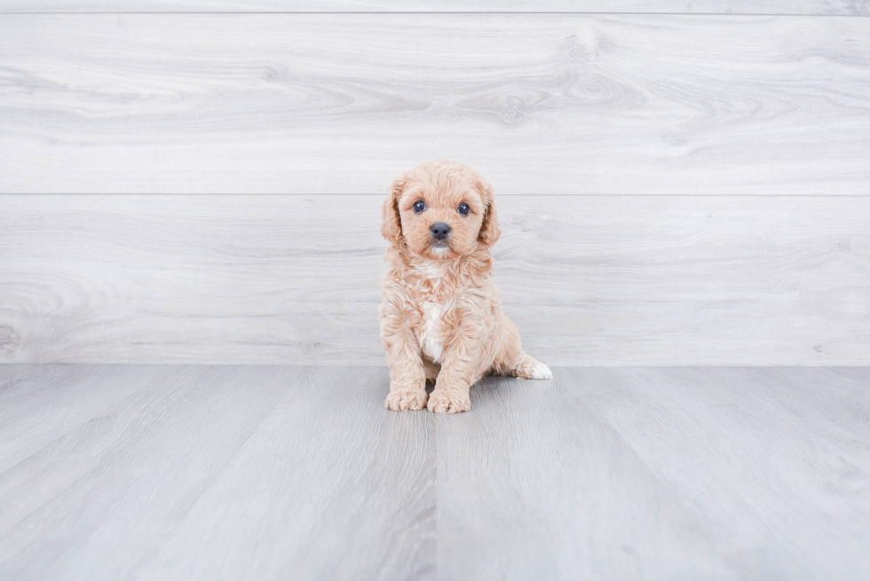 Cute Cavapoo Baby