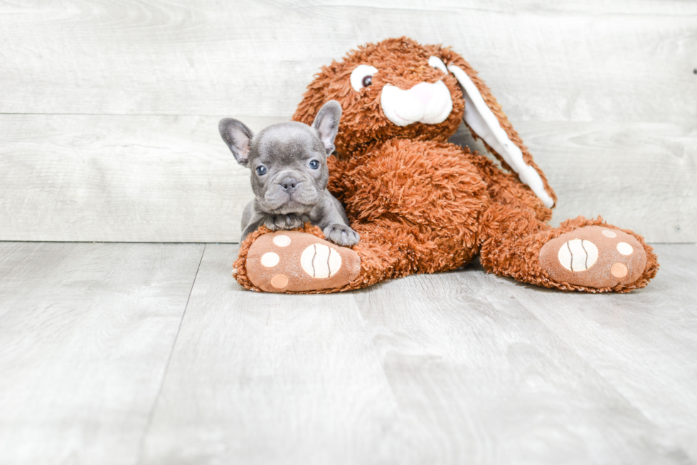 Little French Bulldog Purebred Pup