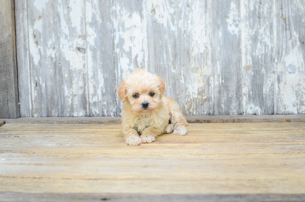 Best Maltipoo Baby