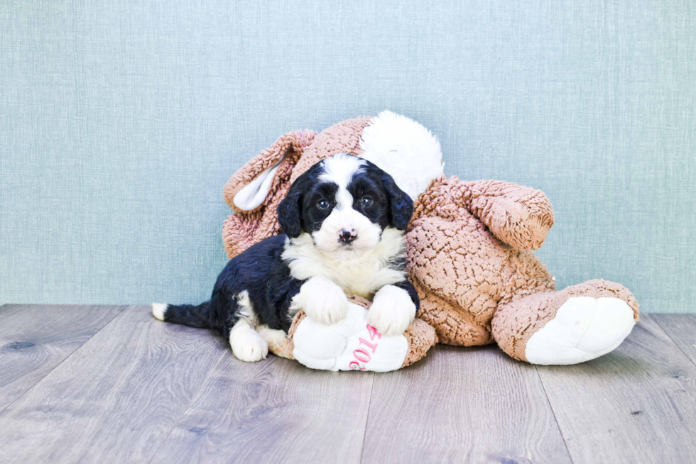 Hypoallergenic Bernadoodle Poodle Mix Puppy