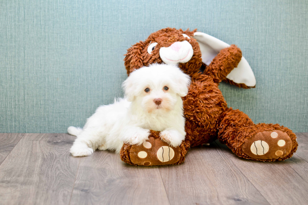 Smart Havanese Purebred Puppy