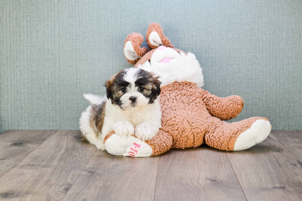 Teddy Bear Pup Being Cute