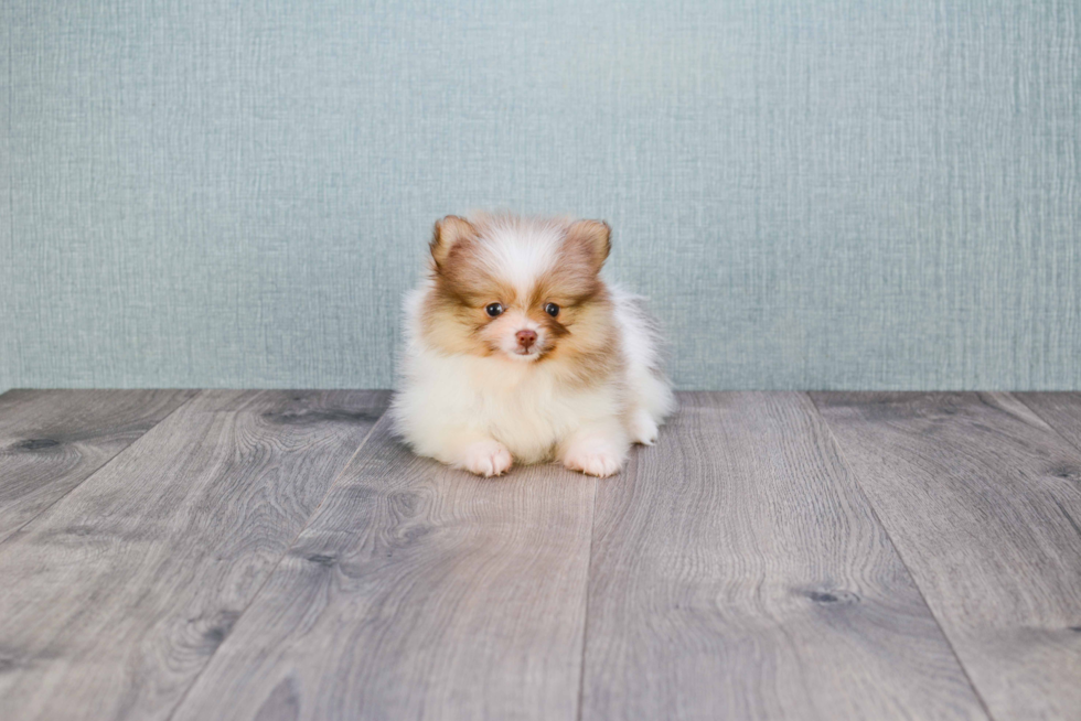 Friendly Pomeranian Baby