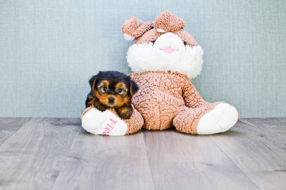 Meet Capone - our Yorkshire Terrier Puppy Photo 