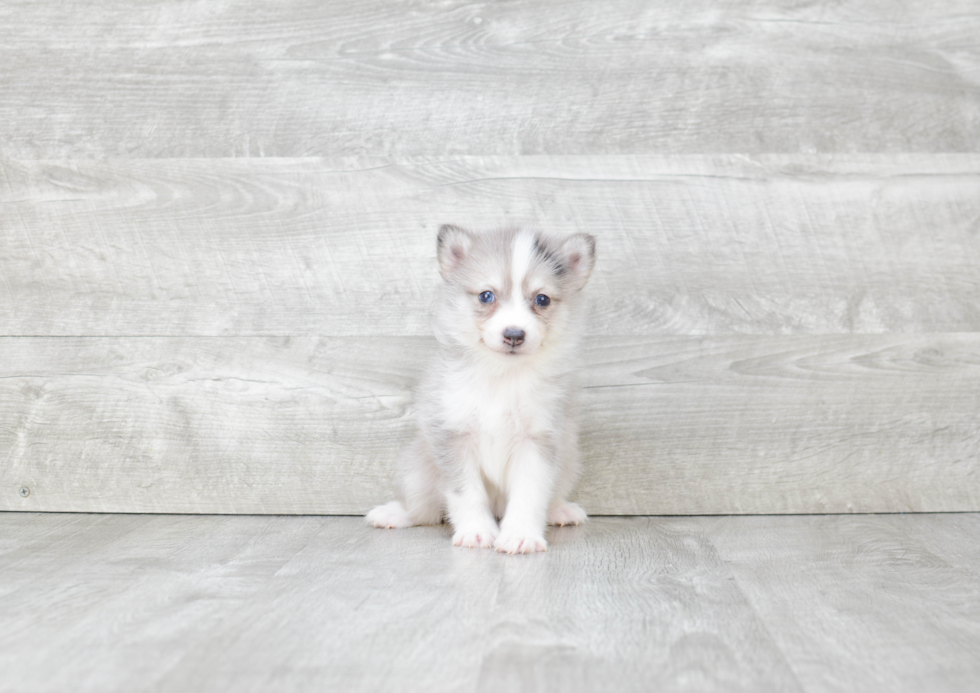 Pomsky Puppy for Adoption