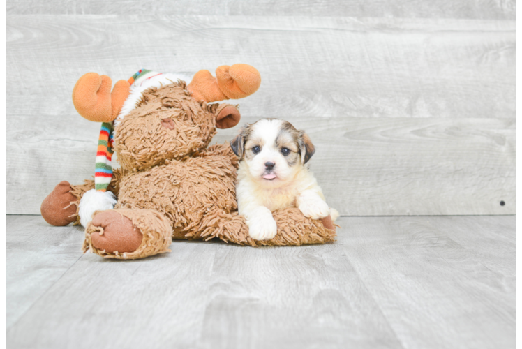 Small Teddy Bear Baby