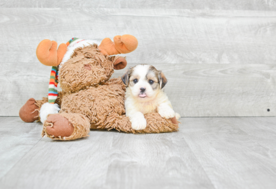 Small Teddy Bear Baby