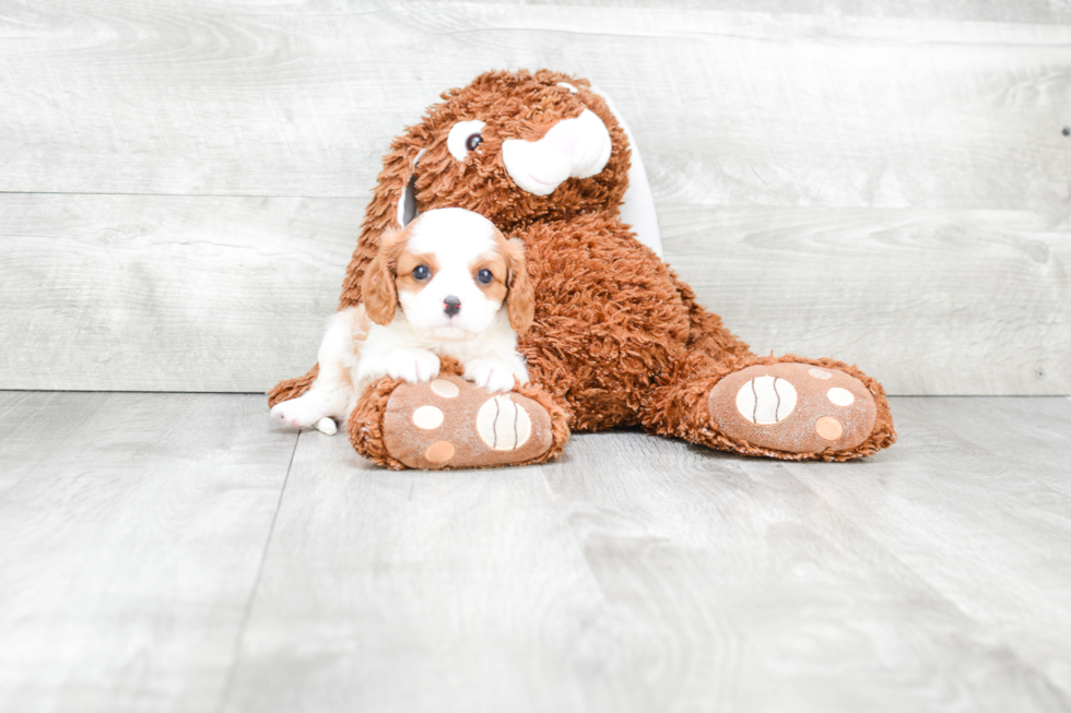 Cavalier King Charles Spaniel Puppy for Adoption