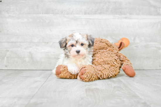 Best Havanese Baby