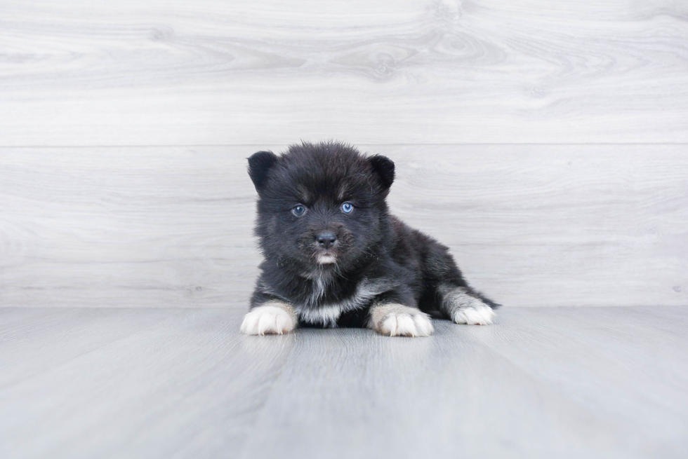 Smart Pomsky Designer Pup