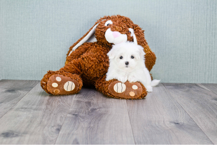 Sweet Maltese Purebred Puppy