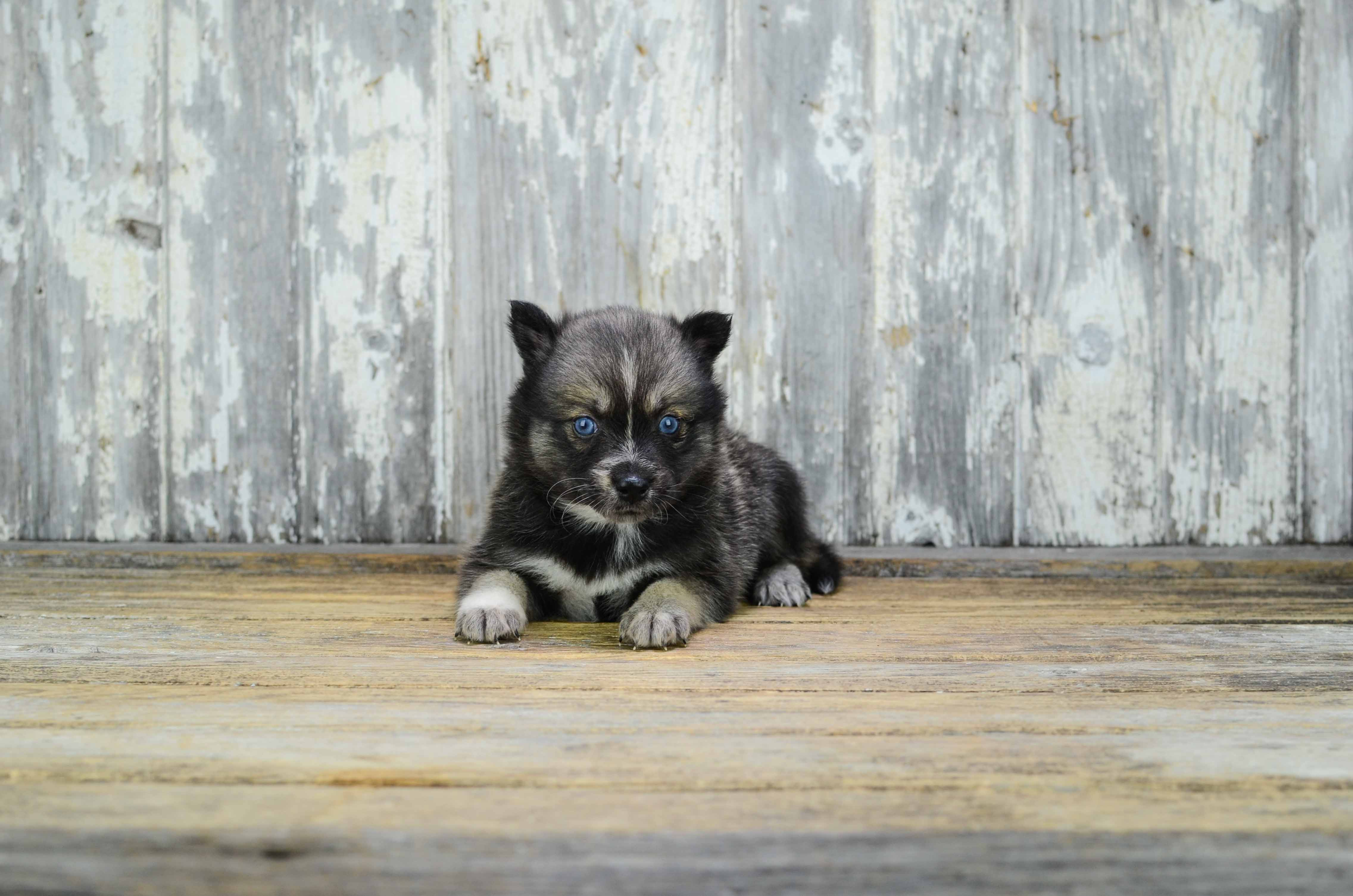 Cute Pomsky Baby