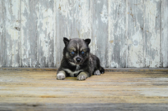 Cute Pomsky Baby