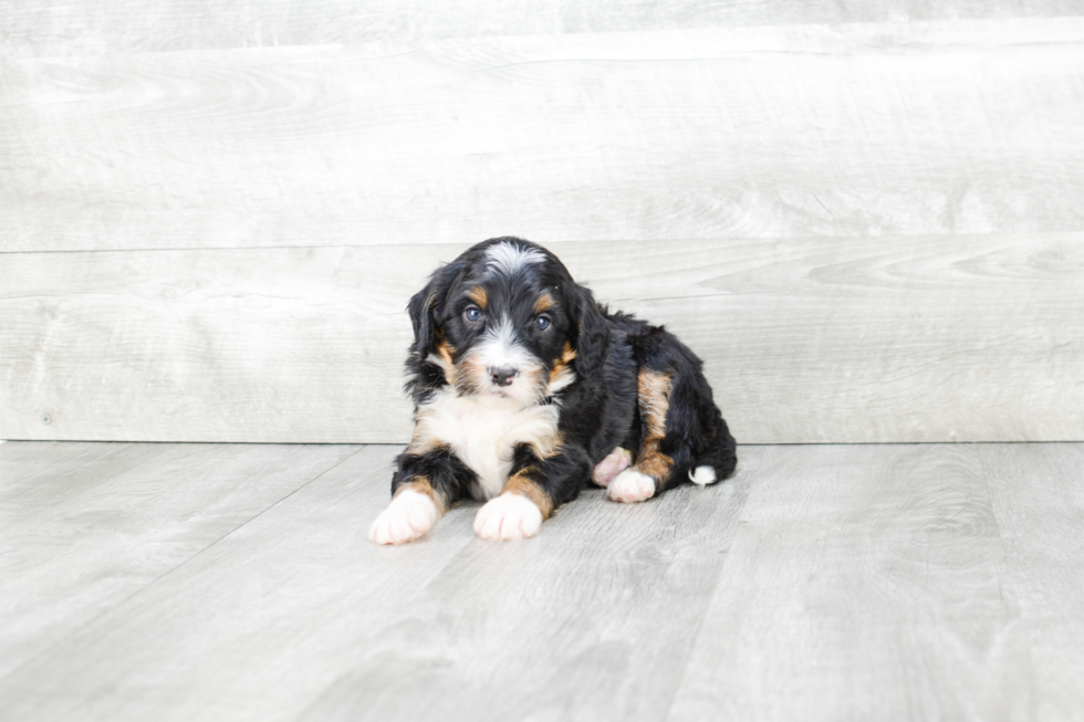 Funny Mini Bernedoodle Poodle Mix Pup