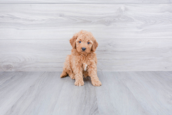 Mini Goldendoodle Puppy for Adoption