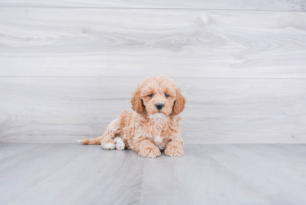 Mini Labradoodle Pup Being Cute