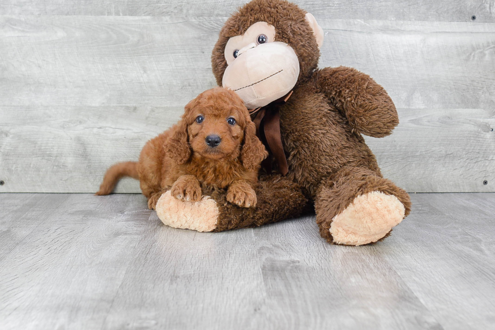 Mini Goldendoodle Pup Being Cute