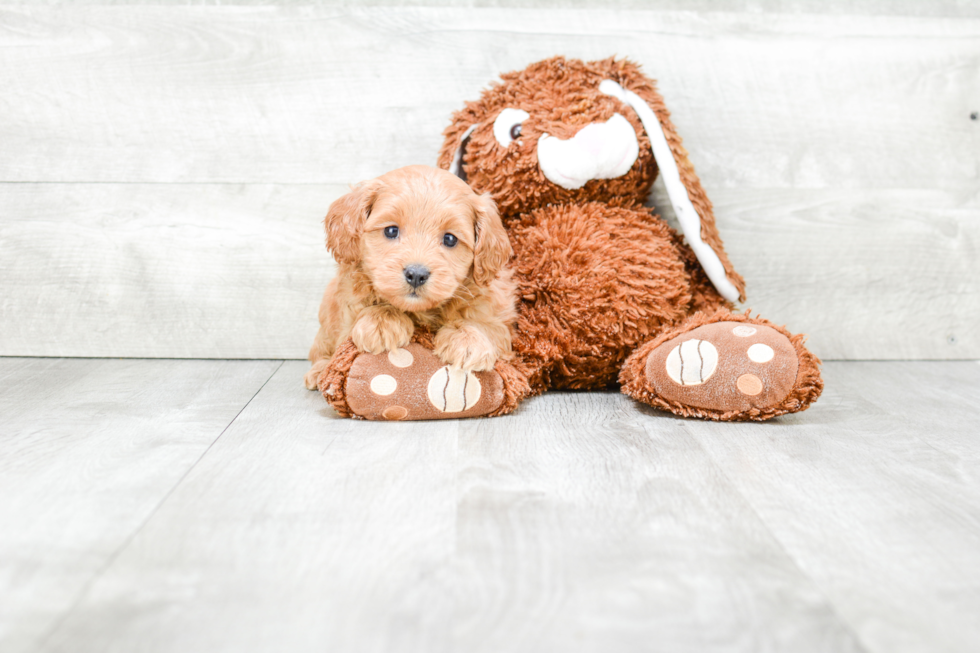 Best Cockapoo Baby