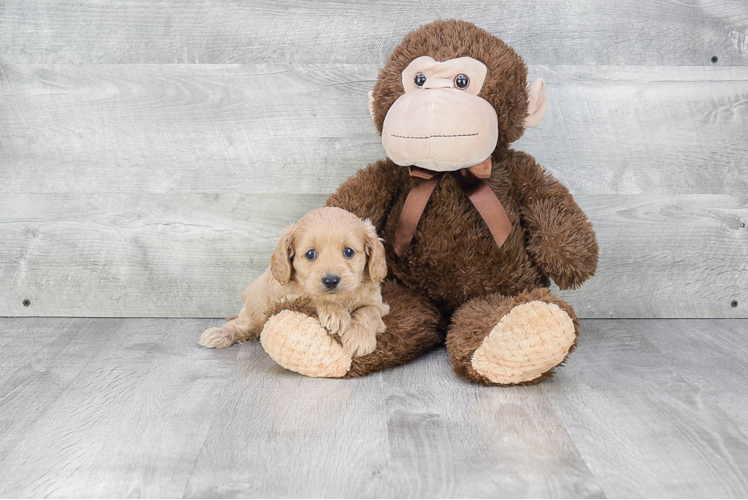 Adorable Cavoodle Poodle Mix Puppy