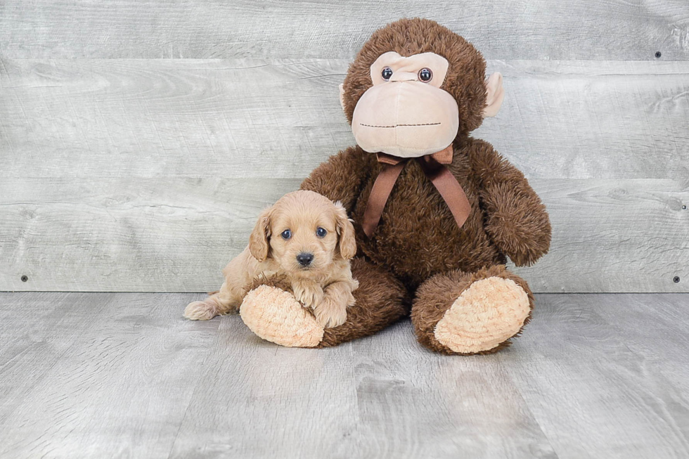 Adorable Cavoodle Poodle Mix Puppy