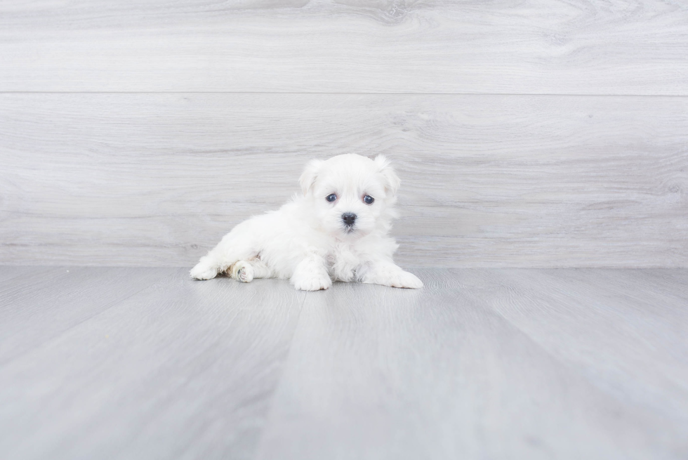 Havanese Puppy for Adoption