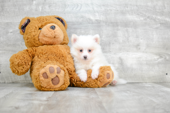 Pomeranian Pup Being Cute