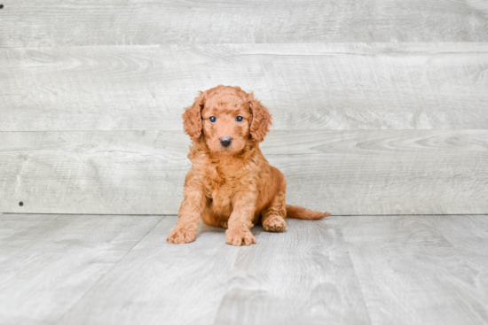 Cute Mini Goldendoodle Baby