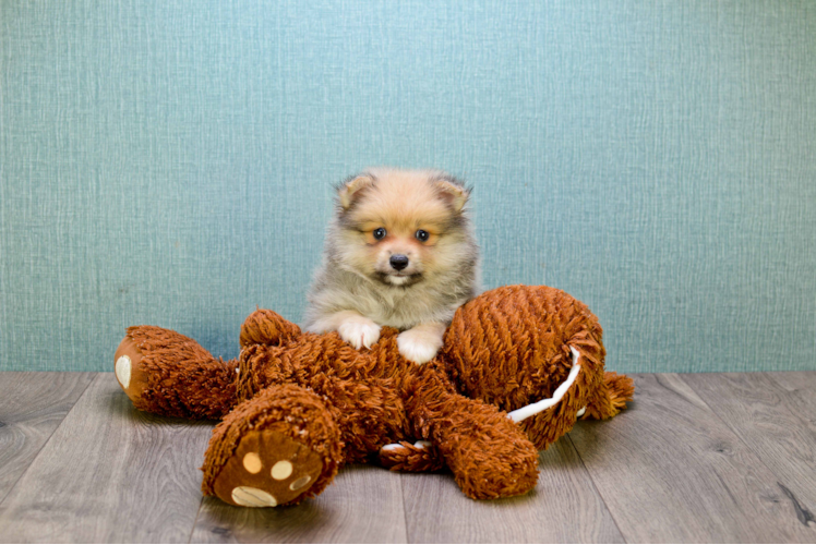 Hypoallergenic Pomeranian Baby